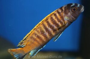 Tropheops sp. 'red fin' Hora Mhango